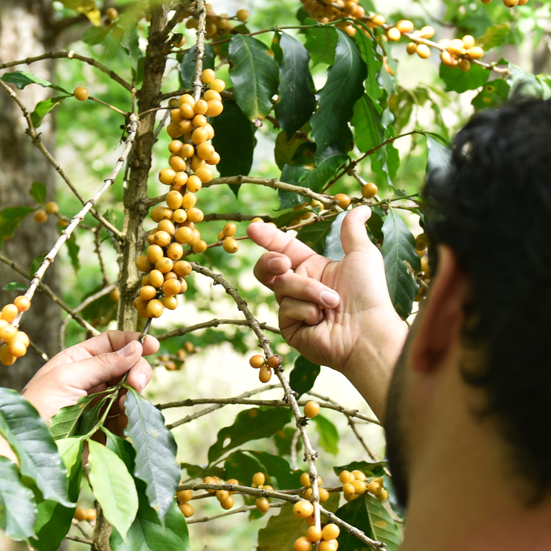 Coffee grown in Honduras used for Kurd Coffee Catuai