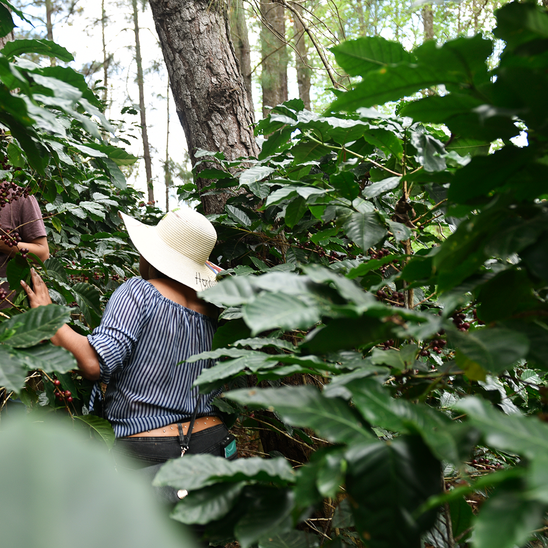 Yoro Producers of Honduras -  Kurd Coffee 
